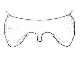   Anthidium dammersi  male, diagram showing dorsal view of seventh tergum (T7), diagram from Gonzalez and Griswold 2013 

